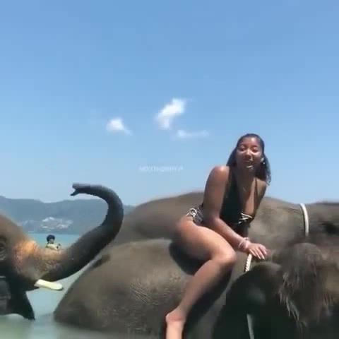 Elephant Slaps Girl's Ass and Molests Her memes - Video & GIFs | funny memes,lol memes,o you touch my tralalala memes,oh you touch my tralalala memes,ooh ding ding dong memes,gunther memes,sunshine girls memes,o tu touches ma tralalala memes,delire memes,moment memes,humor memes,mashup